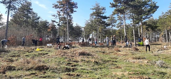 Гъста гора ще има край язовир "Копринка" след години
