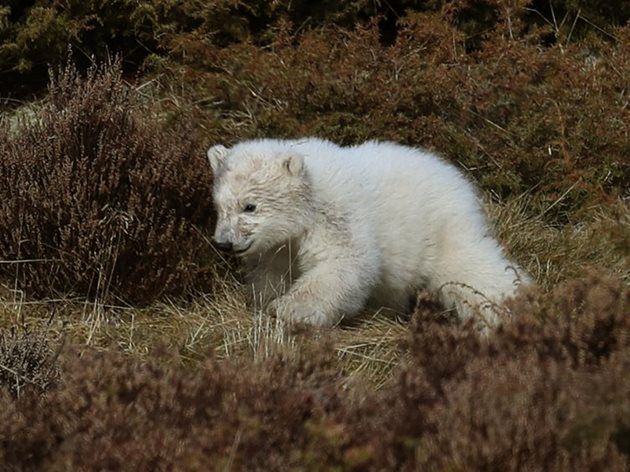 Снимки: Highland wildlife park