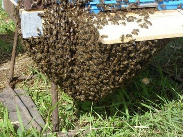 Заселете роевете, ако няма да увеличавате пчелните семейства. Така ще създадете много силно пчелно семейство с голяма работоспособност