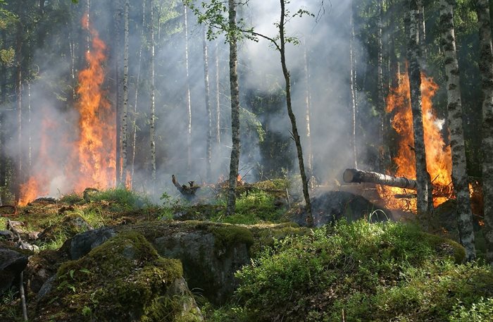 Новият гел създава щит за предпазване на сгради от щети от горски пожари.
СНИМКА: Пиксабей