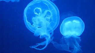 Внимание: медузи и морски таралежи!