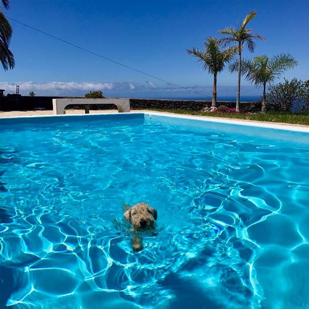 Водата е супер Снимка: beachdogsofig