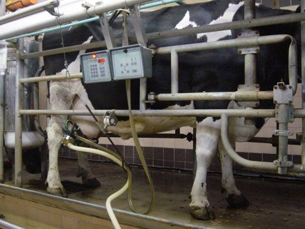 Изчислено е, че икономически изгодно е да се отглеждат крави със средна млечност 15 кг на един пожизнен денн