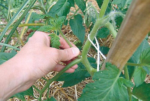 Късните сортове домати също се колтучат