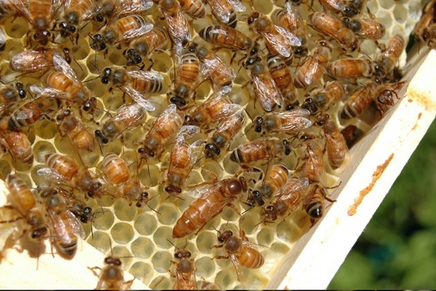Имайте предвид, че по-гъстият сироп изисква за разграждането голяма загуба на енергия за пчелите!