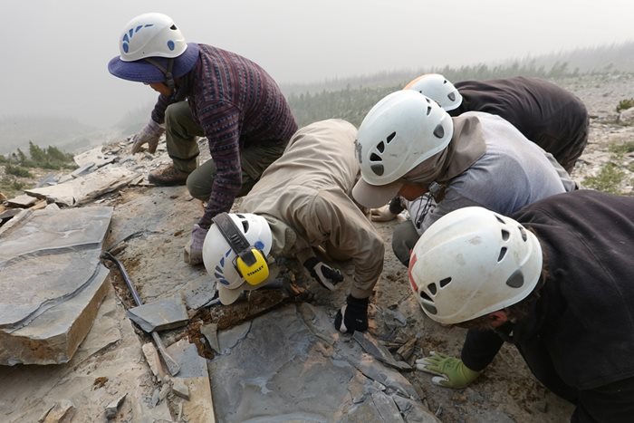 Специалисти намерили вкаменелости от членестоного от камбрийския период, кръстено Titanokorys gainesi в националния парк Кутенаи в огромно скално образувание.

