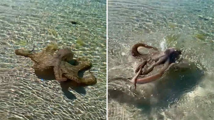 Учените от Япония са открили модел на движенията на пипалата на октоподите.

 Снимки: Инстаграм