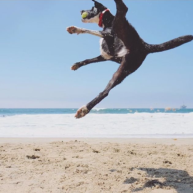 Снимай ме как скачам Снимка: beachdogsofig