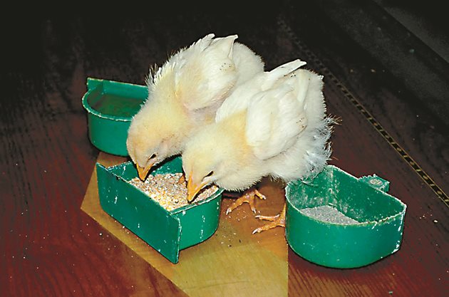 По-високомаслена извара може да се дава на пилета до 10-дневна възраст. А мътеницата е чудесен избор за овлажняване на фуража на кокошките носачки