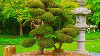 Мистерията на японските градини (галерия)