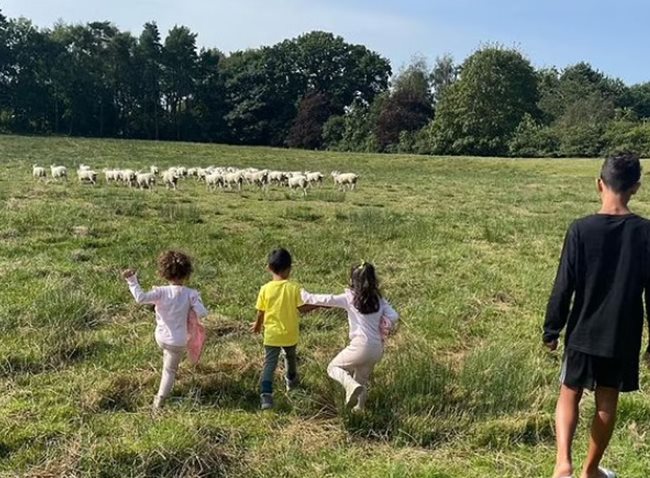 Децата се забавляват със стадото овце