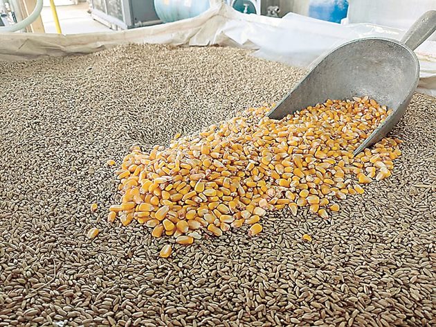 Много проблеми с качеството на зърното могат да бъдат избегнати, ако фуражът се съхранява в силози.