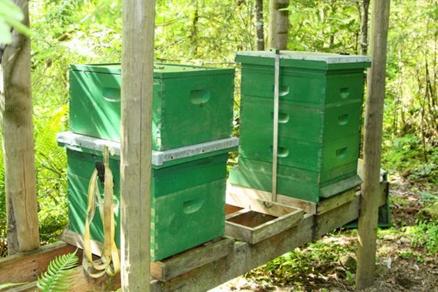 Установено е също така, че при засенчените от дървета кошери добивът на мед е с 40% по-голям от добива на незасенчените кошери.