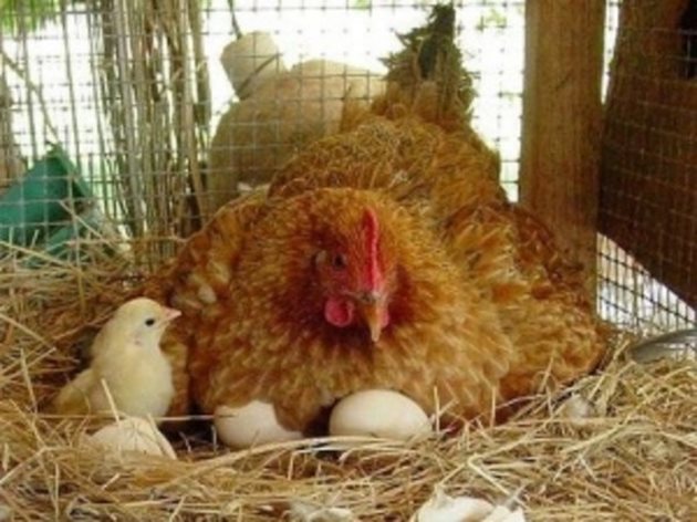 Ако не сте купили кокошки яйценосно направление, трябва да приучите другите да мътят