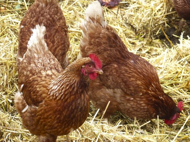 Здравите кокошки са в постоянно движение
Снимки: pxhere