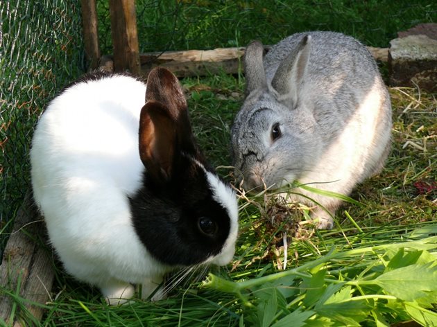 Когато зайците имат здравословни проблеми, веднага се спира даването на зелените и сочни фуражи
