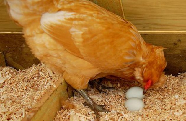 Кокошките може да започнат на кълват неприбраните яйца
