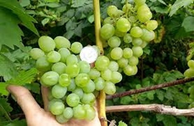 За подобряване на качеството на гроздето от сорта Болгар представлява интерес и частичното или пълното премахване на пригроздките