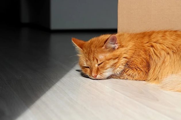 Котка спи сладко под слънчеви лъчи
