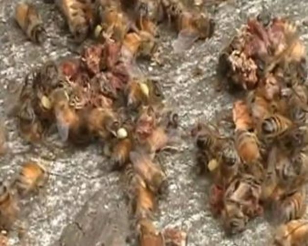 Труповете на пчелите по дъното и пред кошерите се изгарят или се закопават.