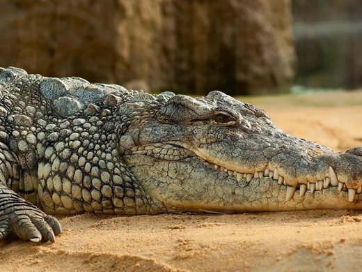 Откриха останки от древен крокодил, успял да изяде  динозавър в Австралия