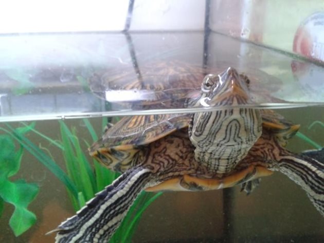 Червенобузите костенурки пък се нуждаят от акватерариуми