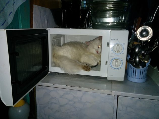 А тази котка си е харесала... микровълновата печка
