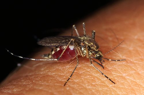 1 на 5 човека е магнит за комарите. Защо?