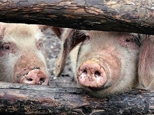 Трета индустриална ферма с 30 000 прасета бе засегната от чумата в Русенско