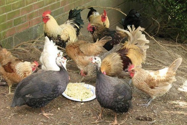 Внимавайте кокошките да не гладуват заради по-едрите си сътрапезнички
