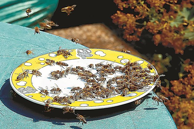 Всеки ден пчелното семейство се нуждае от 45-50 мл вода.