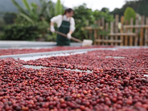 Индустрията за отглеждане и производство на кафе съживява селските райони в Югозападен Китай