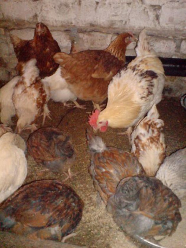 През есенно-зимния сезон кокошките имат недостиг на светлина. Липсата й пряко влияе върху носливостта - те дори могат да спрат да снасят яйца. Затова осигурете електрическо осветление за не по-малко от 12-14 часа дневно