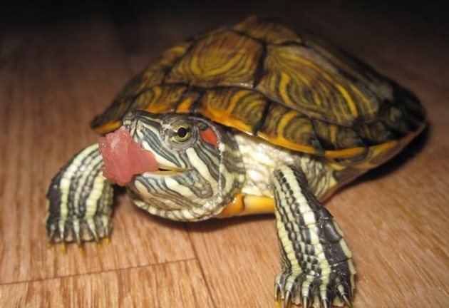 Суровата немазна риба е подходяща храна за червенобузата костенурка