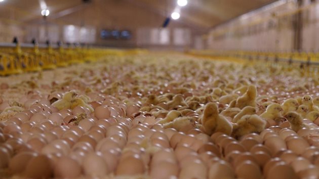 35 000 яйца се излюпват почти едновременно в птицефермата при температура 34 градуса Снимка: La voix du nord