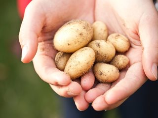 Картофите – подценяваните помощници на красотата и здравето