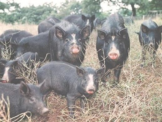 Чистят пътища заради чумата по свинете