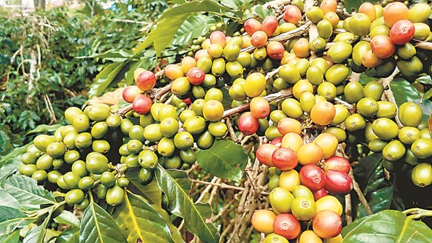 Изследователи проучват възможността за отглеждане на културата в оранжерии, за да видят дали вкусът и съставките на кафеените зърна могат да бъдат контролирани чрез условията