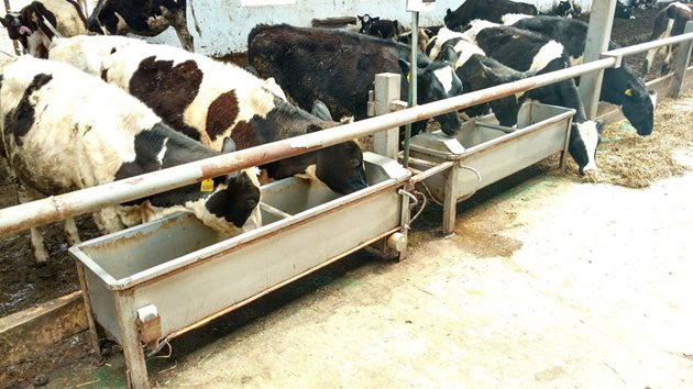 Потребността от вода при кравите е 3 и повече литра на 1 кг сухо вещество