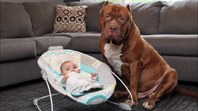 В никакъв случай не оставяйте бебето само с кучето - дори за секунди!
