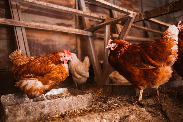 Мръсната влажна постеля е най-лесният начин да разболеете кокошките си