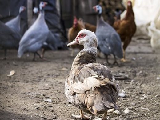 Полша съобщава за огнище на птичи грип във ферма с 220 000 птици