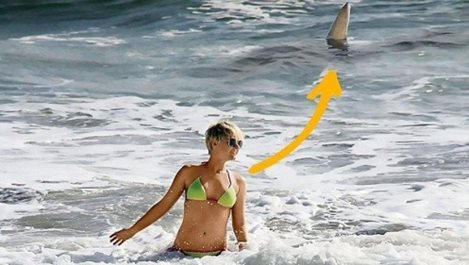 Актриса на метри от тигрова акула на плаж във Флорида