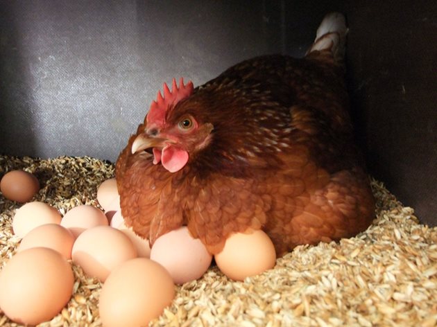 Докато събирате яйцата от полога, се стремете да ги пипате колкото се може по-малко