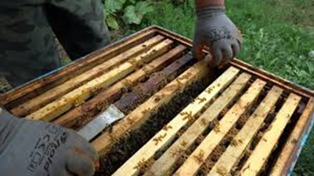 По правило през есента трябва да се дават най-малко 10-12 кг хранителен резерв на една пчелна колония.