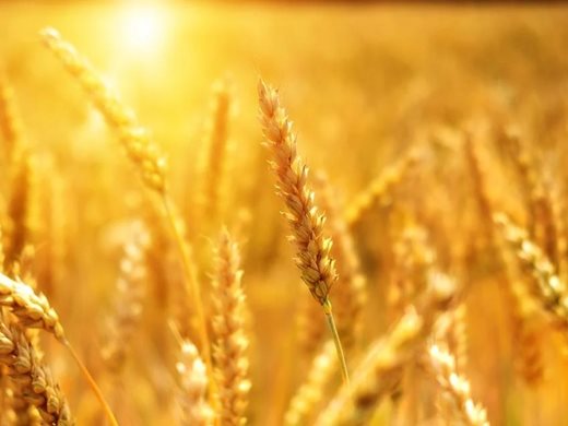 Под 1 млн. дка са засети с български сортове пшеница у нас
