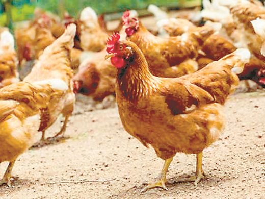 Швеция откри случаи на птичи грип в птицеферма