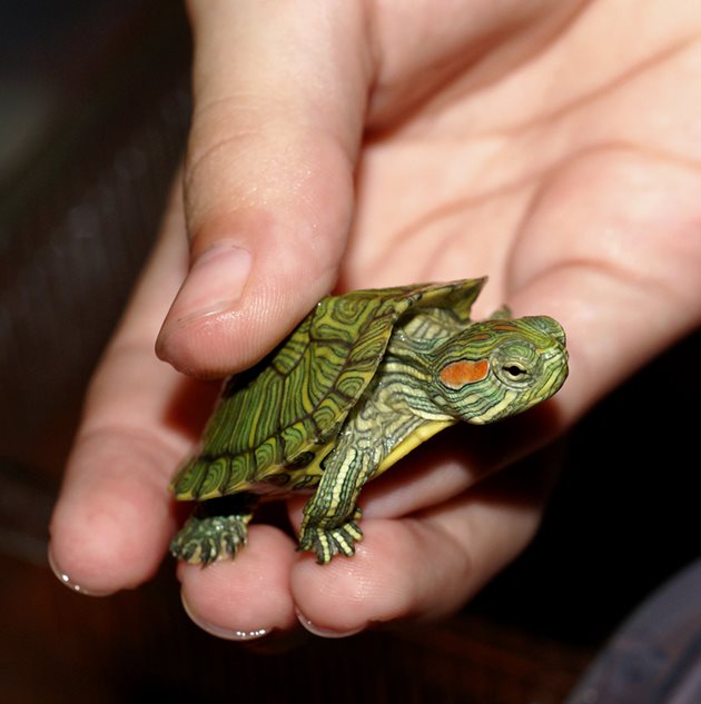 Когато купувате червенобуза костенурка, тя трябва да е дълга поне 6 сантиметра