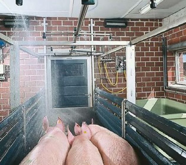Преди да се пристъпи към лечението на крастата, свинете трябва да се изкъпят. Така ще се отдели голяма част от замърсяванията по кожата.