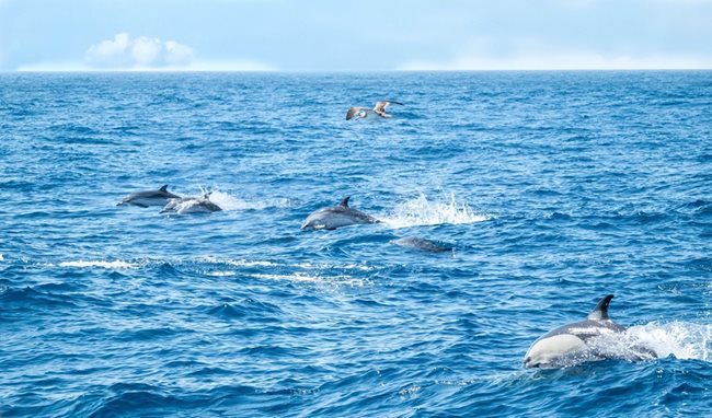 Карамазов снима делфините близо до остров Пико. Походът за наблюдението им в Атлантическия океан е една от туристическите атракции там.